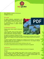 Agerato PDF