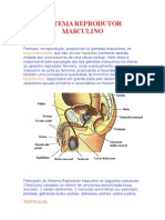 SISTEMA REPRODUTOR + Gravidez