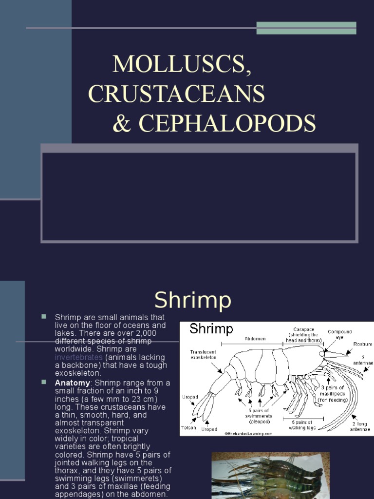 Molluscs Crustaceans & Cephalopods Species Only Bivalvia Shrimp