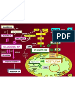 Vias Centrales Metabolismo