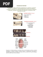 Anatomia Dental