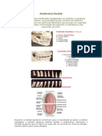 Anatomia Dental