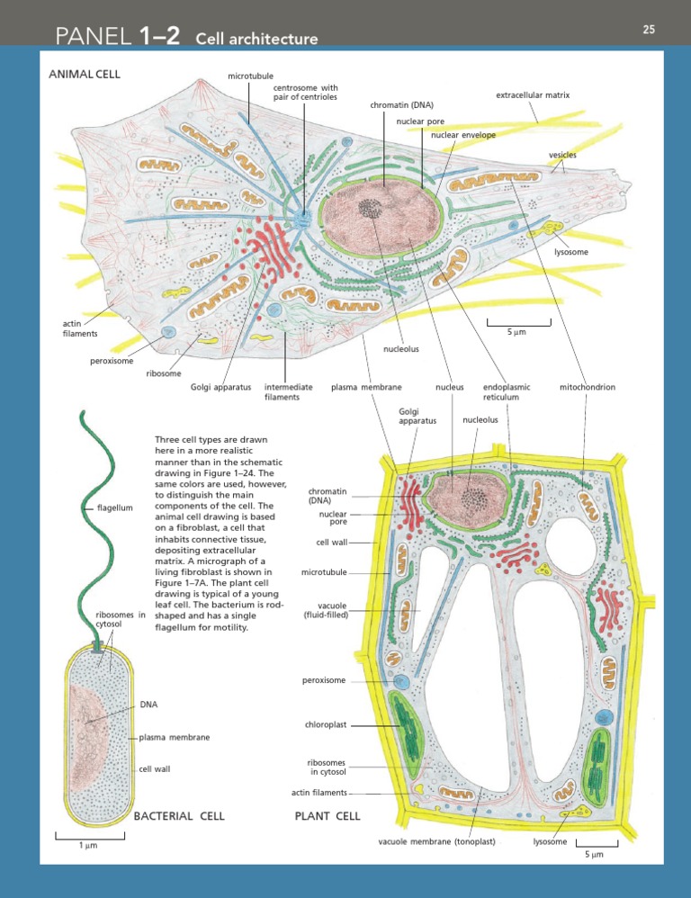 Cell Types: Plant, Animal, Bacterial | PDF | Science & Mathematics