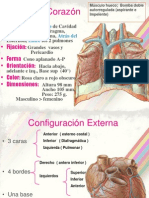 Anatomia Del Corazon