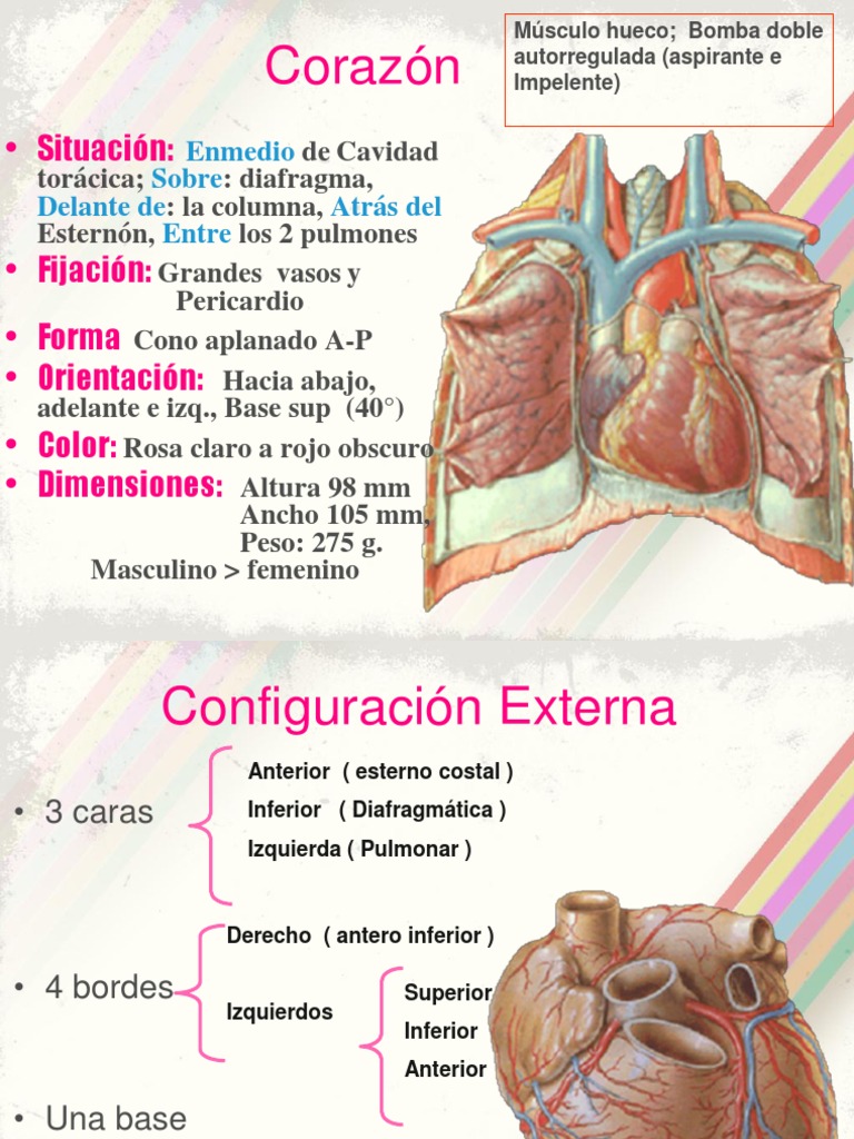 Anatomia Del Corazon PDF Corazón Ventrículo