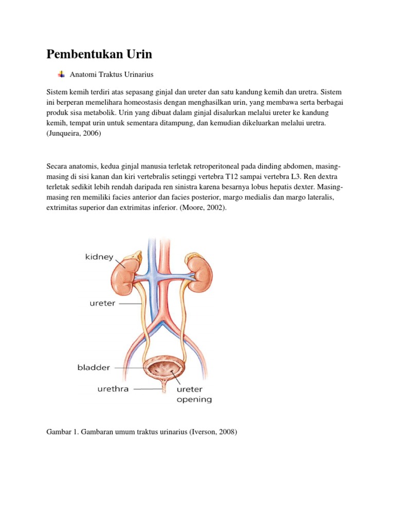 Fungsi Glomerulus Dan Kapsula Bowman Dalam Proses Pembentukan Urine