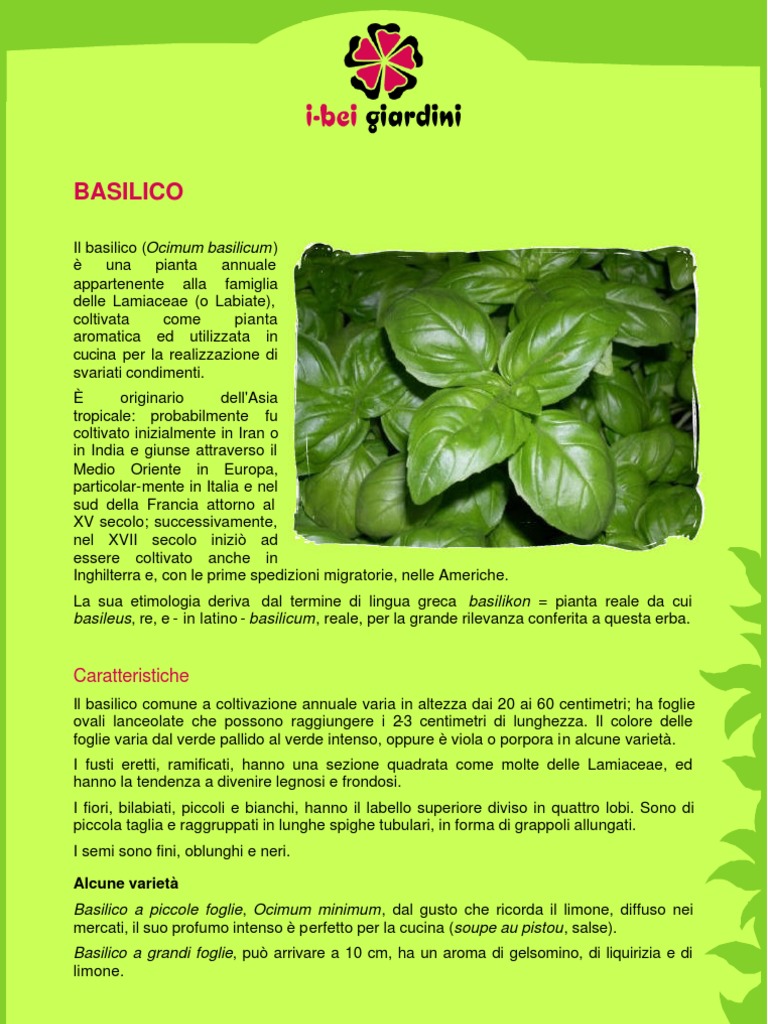 Basilico PDF | PDF