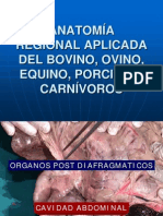 Anatomía regional aplicada de rumiantes, equinos, porcinos y carnívoros