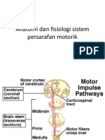Anatomi Dan Fisiologi Sistem Persarafan Motorik