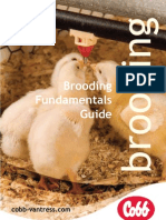 Brooding Guide for Optimal Chick Growth