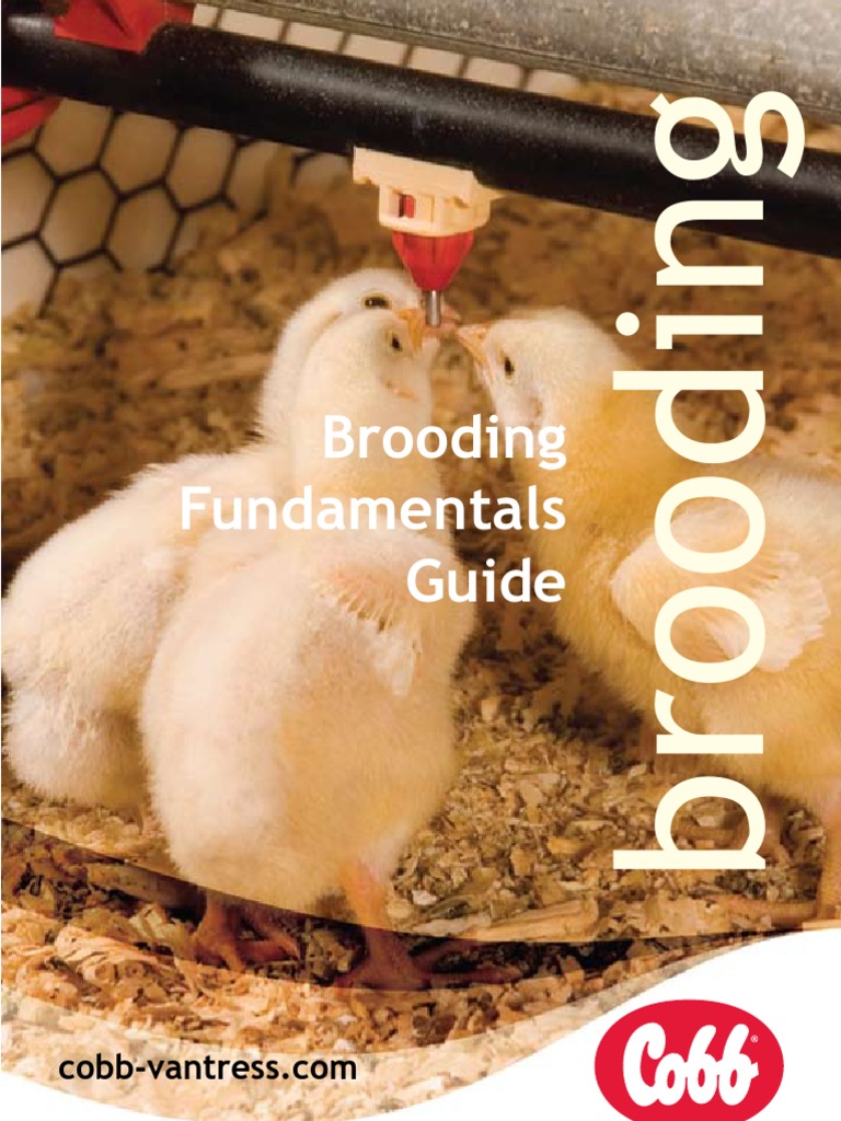Brooding Guide for Optimal Chick Growth | PDF | Ventilation ...