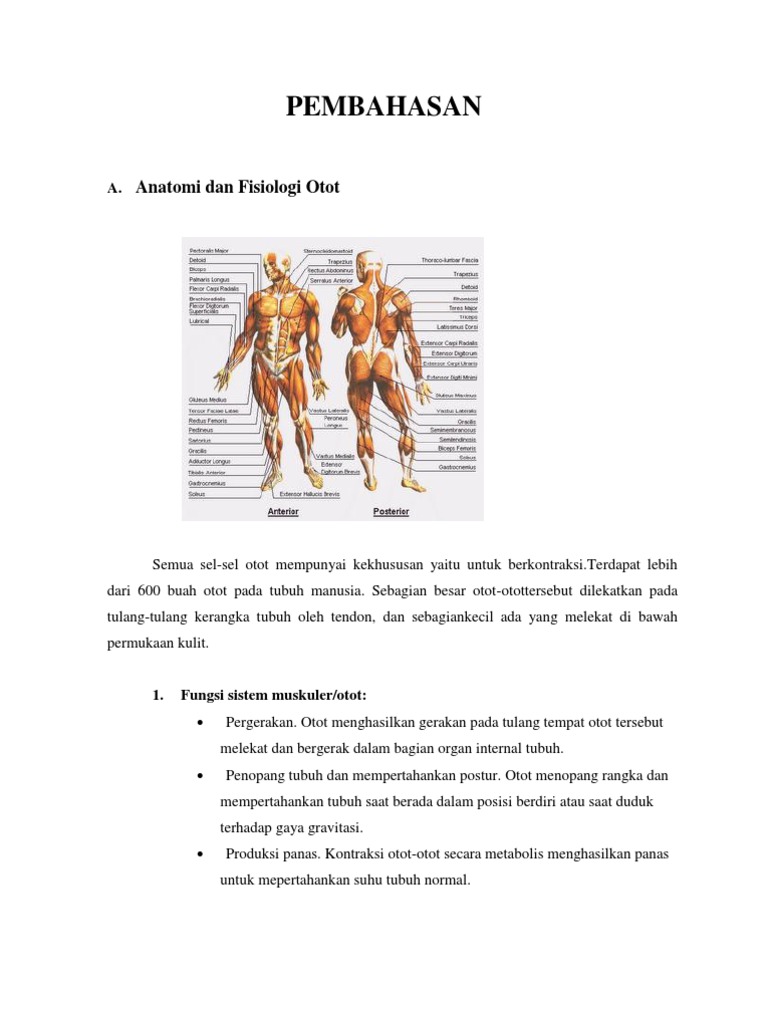 Anatomi Dan Fisiologi Otot Dan Tulang Pada Manusia Anatomi Dan Fisiologi Otot Dan Tulang Pada Manusia