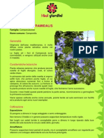 CampanulaPyramidalis PDF