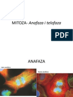 MITOZA - Anafaza I Telofaza