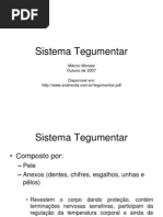 Sistema Tegumentar e a Acupuntura