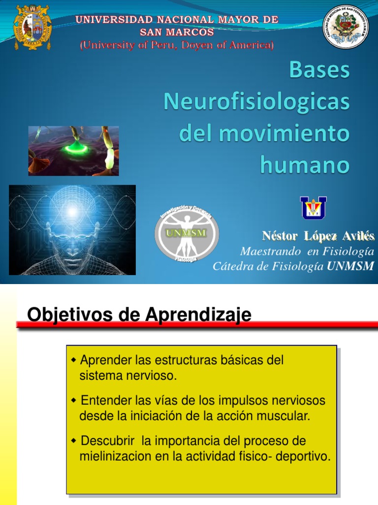 Estructura y Función del Sistema Nervioso | PDF | Mielina | Axon