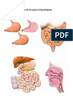 Annex 40: Els Òrgans de L'aparell Digestiu