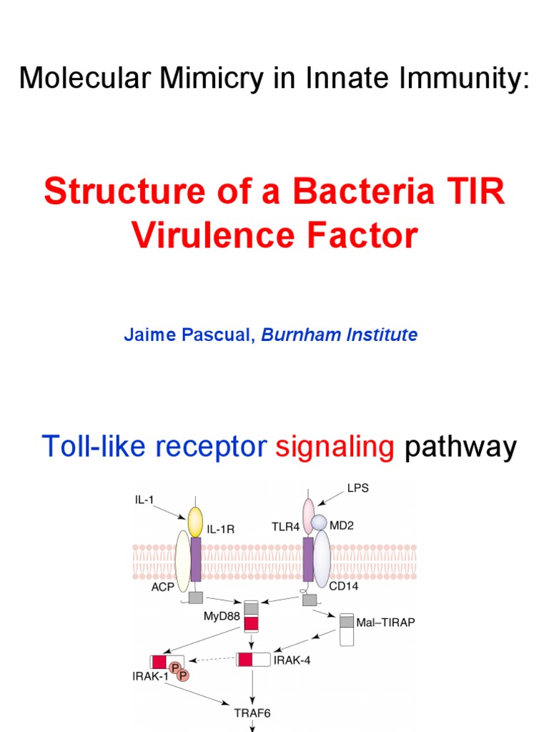 Bacterial TIR Structure and Immunity Insights | PDF | Toll Like ...