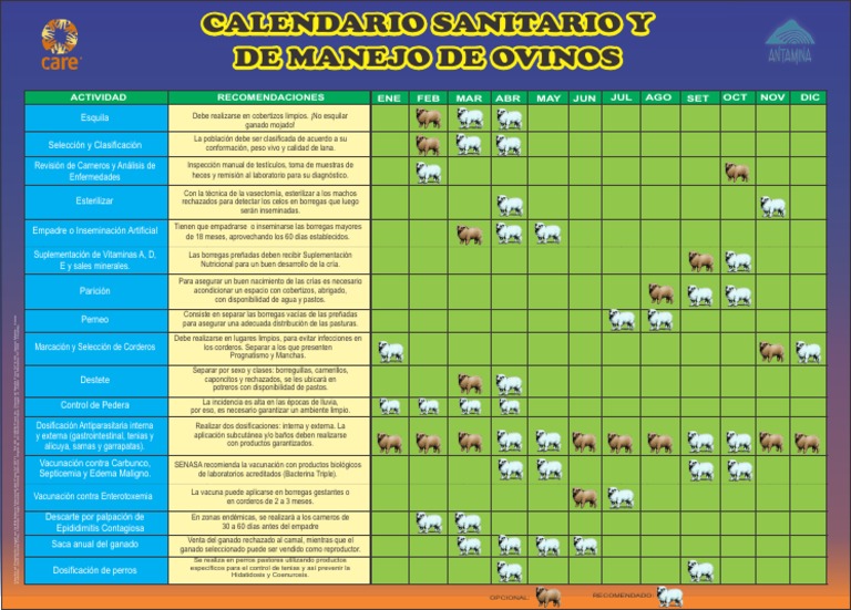 Calendario Sanitario y de Manejo de Ovinos Afiche  Oveja  Animales y humanos