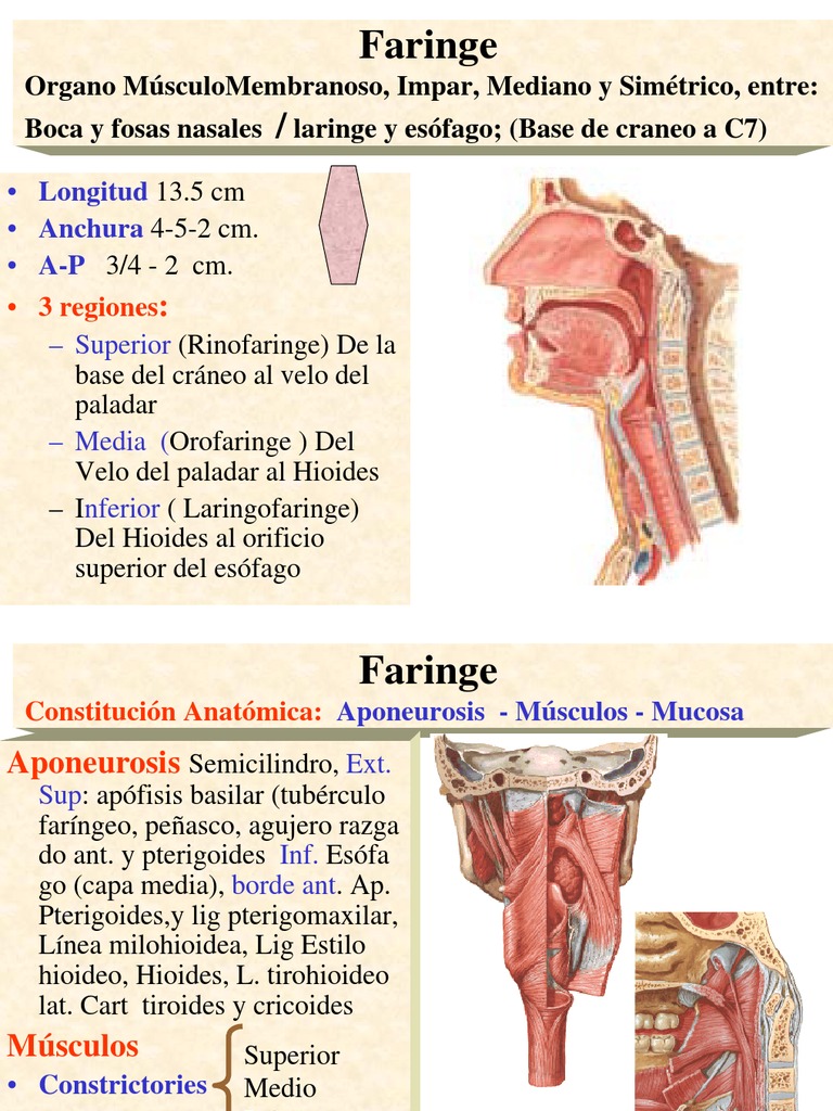 Anatomía de la Faringe y Esófago | PDF | Nervio vago | Estómago