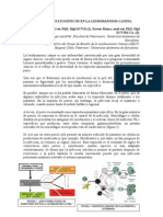 Mecanismos Patogénicos en La Leishmaniosis Canina