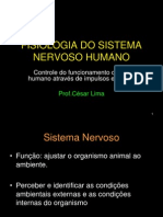 Sistema Nervoso Humano