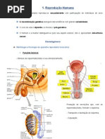 Reprodução Humana