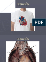 Corazon