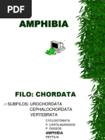 Amphibia