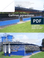 Exposicion de Gallinas Ponedoras