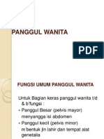 Panggul Wanita