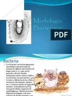 Morfolofia Bacteriana Mandar