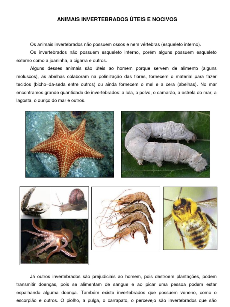 O Que São Animais Invertebrados úteis