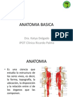 Anatomia Basica