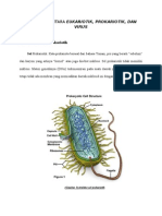 Perbedaan Antara Eukariotik 2