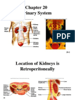 HPA Urinary System 2013