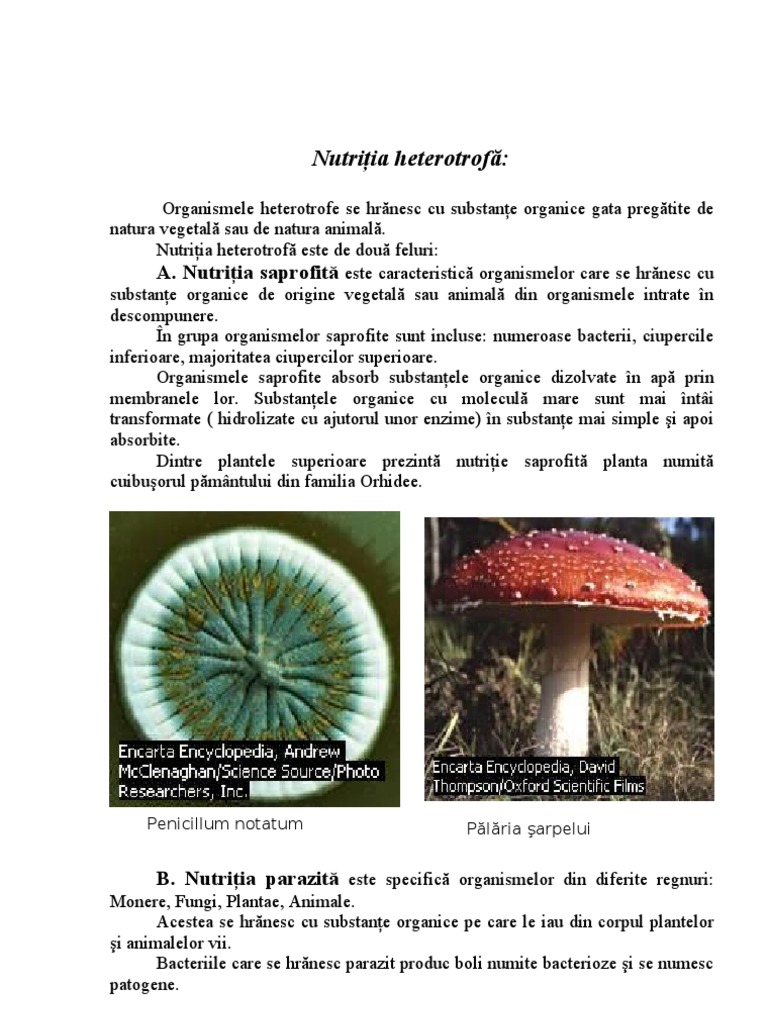 Nutritia Heterotrofa