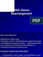 1.DNA (Gene) Rearrangement