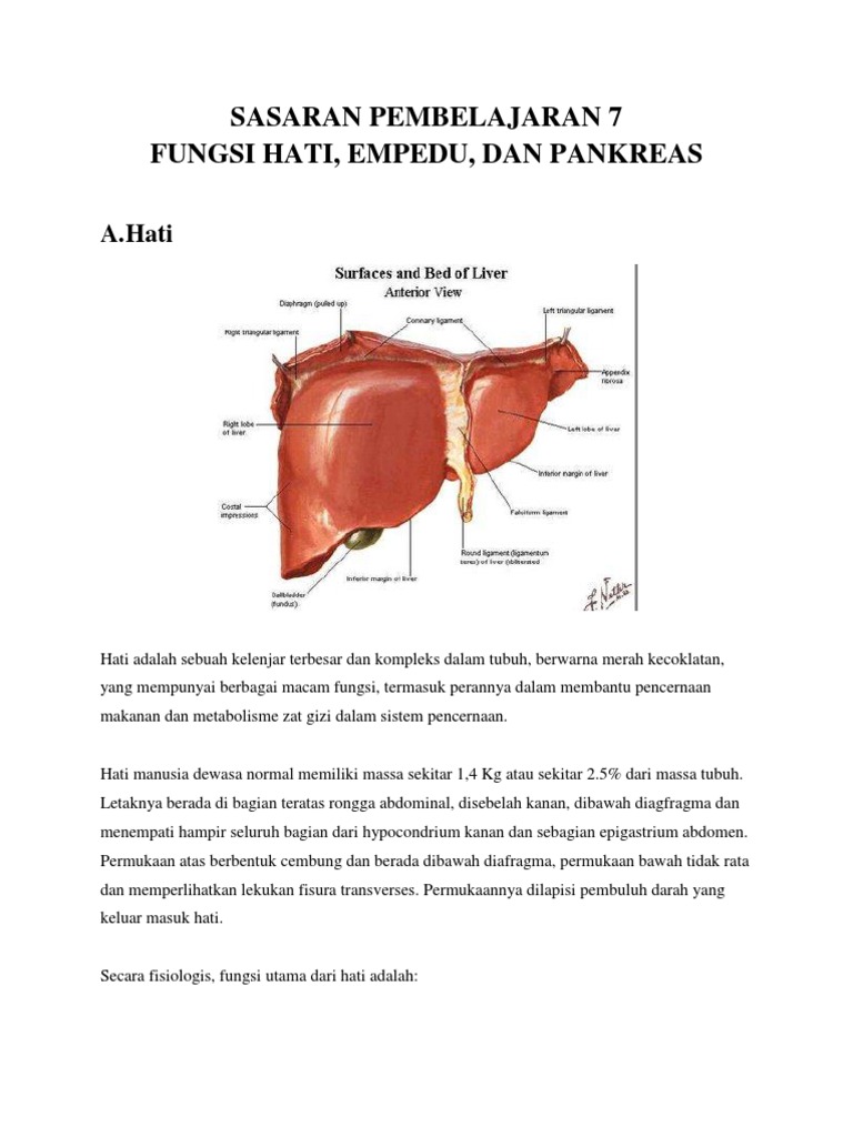Download 4800 Koleksi Gambar Hati Empedu Dan Pankreas Terbaik 