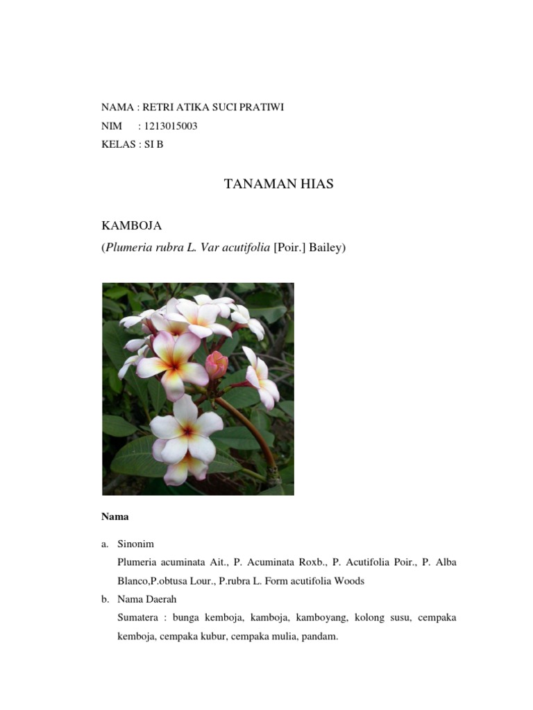 Kamboja