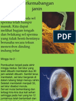 fertilisasi-organogenesis-perminggu