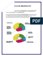 Áreas de Brodmann.