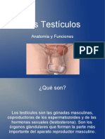 Testículos