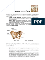 ESTRUCTURA+DE+LA+PELVIS+ÓSEA