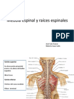 Medula Espinal y Raíces Espinales