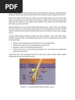 Download Fisiologi Rambut by Hafit Mustollah SN137890681 doc pdf