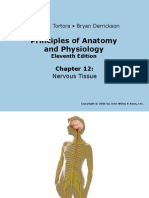 12) Sistema Nervioso Tortora 12