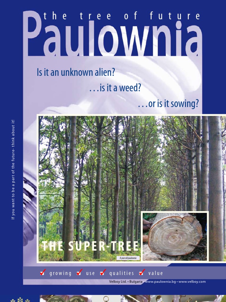 Paulownia PDF Wood Trees