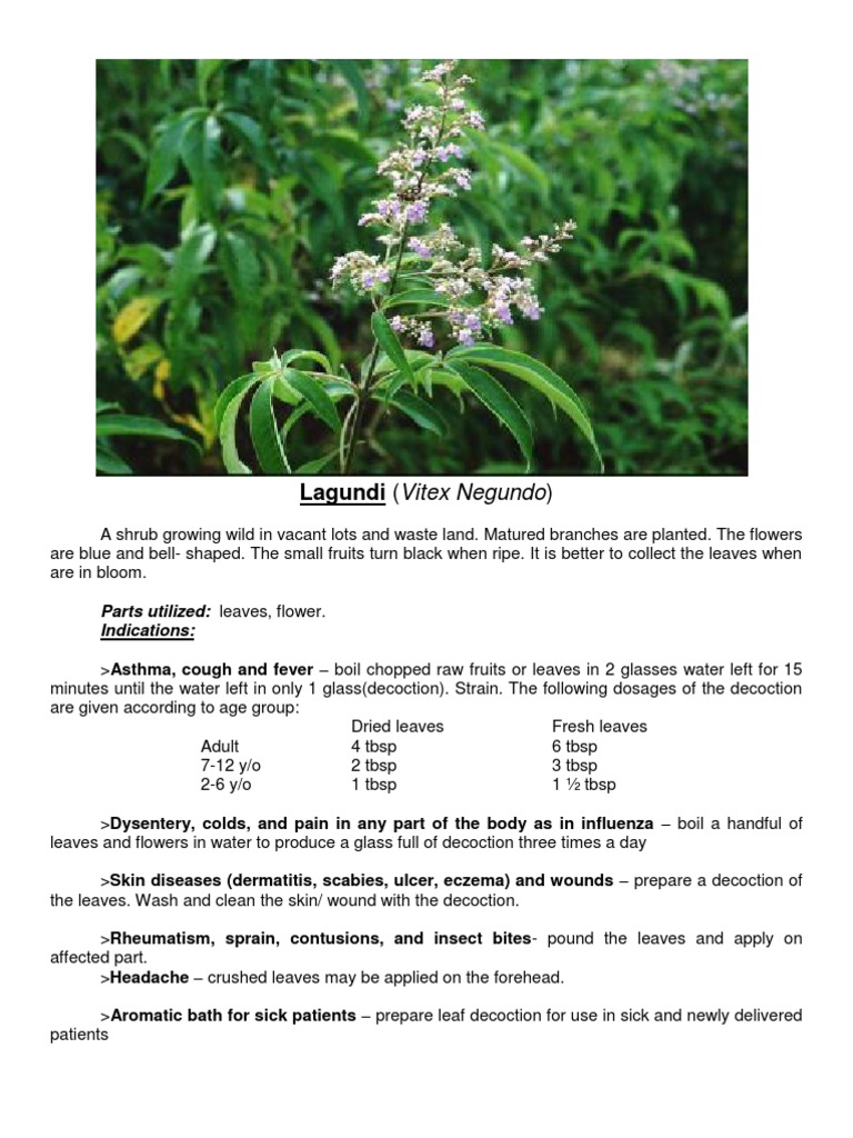 Herbal Medicine PDF Tea Cayenne Pepper