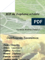 diaphania-nitidalis